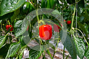 Big ripe sweet bell peppers, red paprika, growing in glass greenhouse, bio farming in the Netherlands