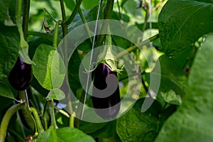 Big ripe sweet bell peppers, red paprika, growing in glass greenhouse, bio farming in the Netherlands