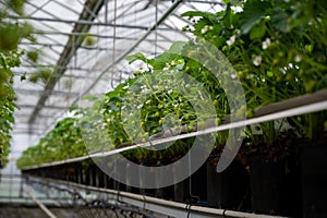 Big ripe sweet bell peppers, red paprika, growing in glass greenhouse, bio farming in the Netherlands