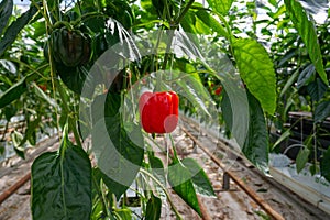 Big ripe sweet bell peppers, red paprika, growing in glass greenhouse, bio farming in the Netherlands