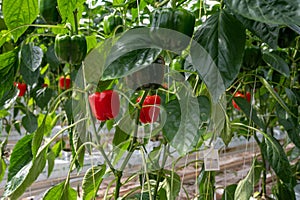 Big ripe sweet bell peppers, red paprika, growing in glass greenhouse, bio farming in the Netherlands