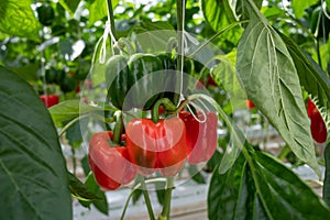 Big ripe sweet bell peppers, red paprika, growing in glass greenhouse, bio farming in the Netherlands