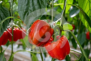 Big ripe sweet bell peppers, red paprika, growing in glass greenhouse, bio farming in the Netherlands