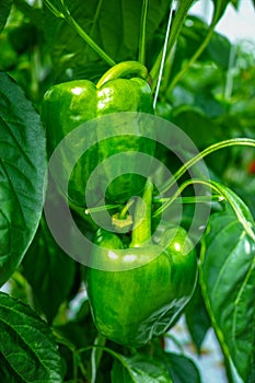 Big ripe sweet green bell peppers, paprika, growing in glass greenhouse, bio farming in the Netherlands