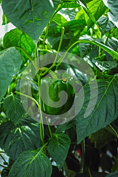 Big ripe sweet green bell peppers, paprika, growing in glass greenhouse, bio farming in the Netherlands