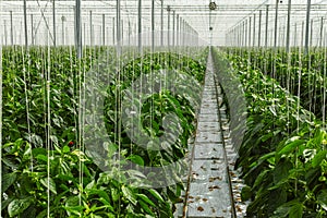 Big ripe sweet green bell peppers, paprika, growing in glass greenhouse, bio farming in the Netherlands