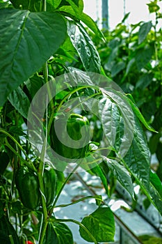 Big ripe sweet green bell peppers, paprika, growing in glass greenhouse, bio farming in the Netherlands