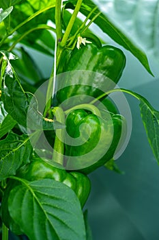 Big ripe sweet green bell peppers, paprika, growing in glass greenhouse, bio farming in the Netherlands