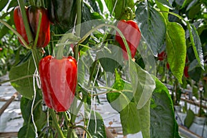 Big ripe sweet red bell peppers, paprika, growing in glass green