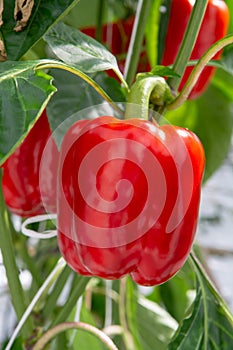 Big ripe sweet red bell peppers, paprika, growing in glass green