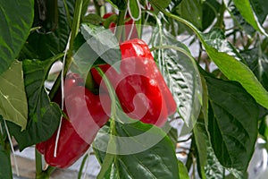 Big ripe sweet red bell peppers, paprika, growing in glass green