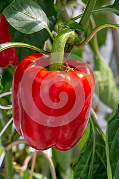 Big ripe sweet red bell peppers, paprika, growing in glass green
