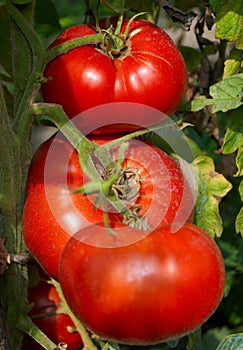Big ripe tomato
