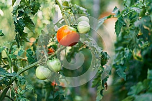 Big ripe tomato growing on a green branch