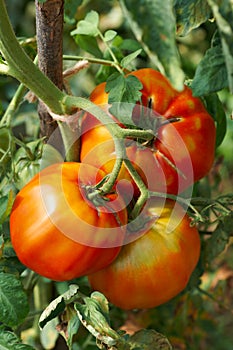 Big ripe tomatoes