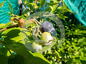 Big, ripe and unripe cultivated blueberries or highbush blueberries growing on branches of blueberry bush