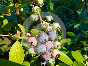 Big, ripe and unripe cultivated blueberries or highbush blueberries growing on branches of blueberry bush surrounded with green