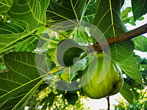 Big ripe wormy and small green figs fruits hanging on branch. Fig tree with green yellow leaves and fruits in sunny