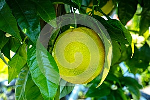 Big ripening orange citrus fruit on orange tree in orchard