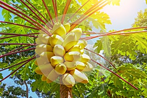 Big ripening yellow papaya fruits papayas on the tree with big green leaf with red stems petioles