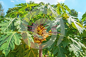 Big ripening yellow papaya fruits papayas on the tree with big green leaf with red stems petioles