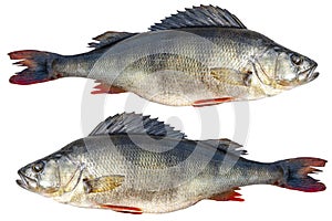 Big river perch fish isolated on white background with clipping path. River bass isolated on white background