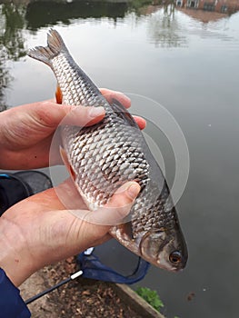 A big roach in an anglers hands.