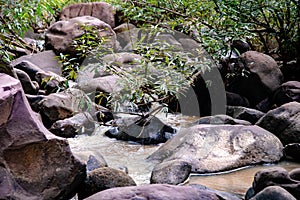 A big rock in the forest. Water flowing through the rock. Water source from the forest.