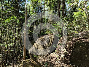 Big rock inside florest photo