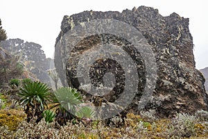 Big rock next to tropical exotic trees and flowers on the way to Mount Kilimanjaro (Tanzania, Africa) covered with fog