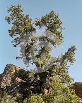 Big Rock Wilderness Pinyon Pine