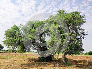 Big Rohida trees Tecomella undulata with cloudy sky