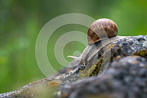 Big Roman snail (Helix pomatia) crawling on a rock photo