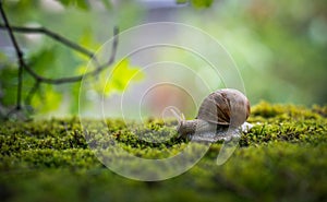 Big Roman snail (Helix pomatia) crawling on the moss in the rainy forest.