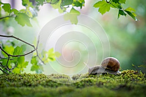 Big Roman snail (Helix pomatia) crawling on the moss in the rainy forest.