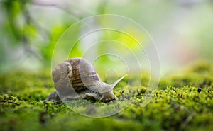 Big Roman snail (Helix pomatia) crawling on the moss in the rainy forest.