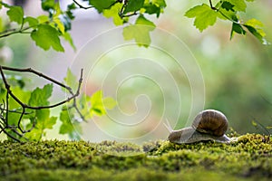 Big Roman snail (Helix pomatia) crawling on the moss in the rainy forest.