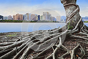 Big root tree infront of city building concept forest and urban grow up together
