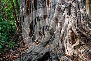 Big roots above the surface