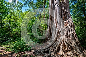 Big roots above the surface