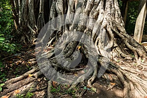 Big roots above the surface