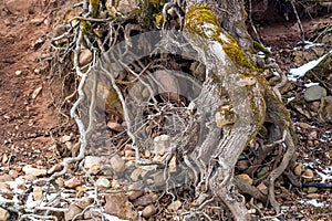 Big roots above the surface