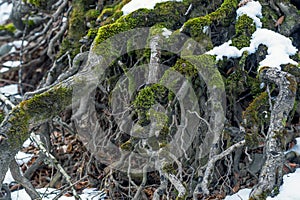 Big roots above the surface