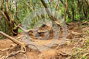 Big roots above the surface