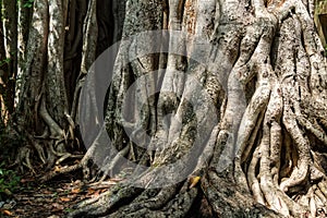 Big roots above the surface
