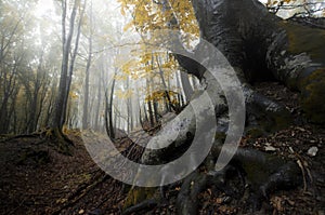 Big roots in magical enchanted forest with fog