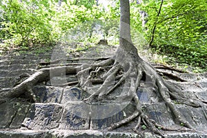 Big roots of an old tree on the stones. Beauty in nature.