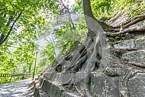 Big roots of an old tree on the stones. Beauty in nature.