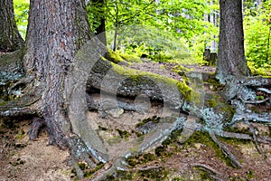 Big roots of tree in forest above the surface.