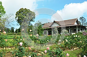 Big rose garden in Bhubing royal place